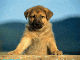 9861887.gif
